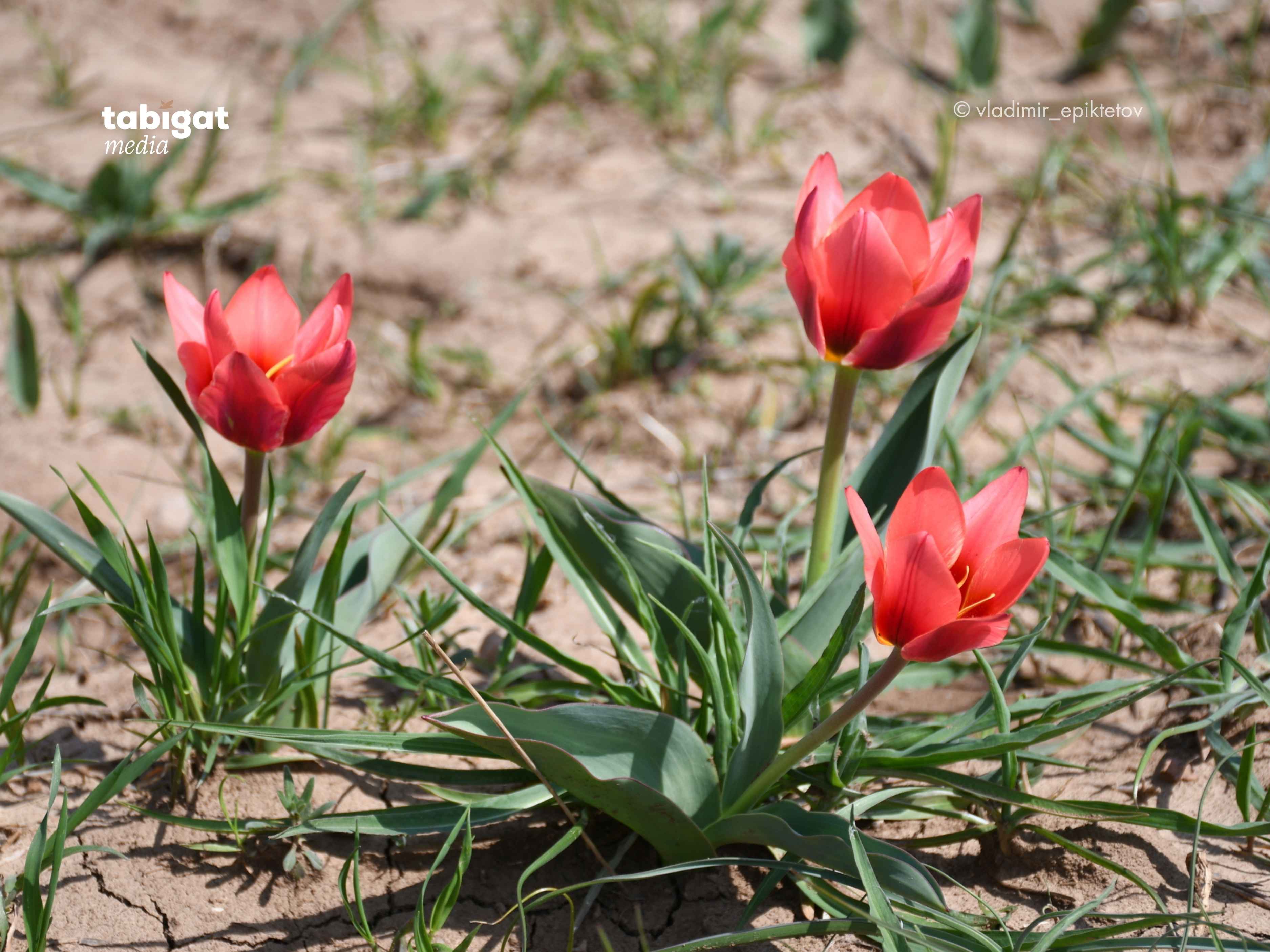 Желіде түсірілген секс